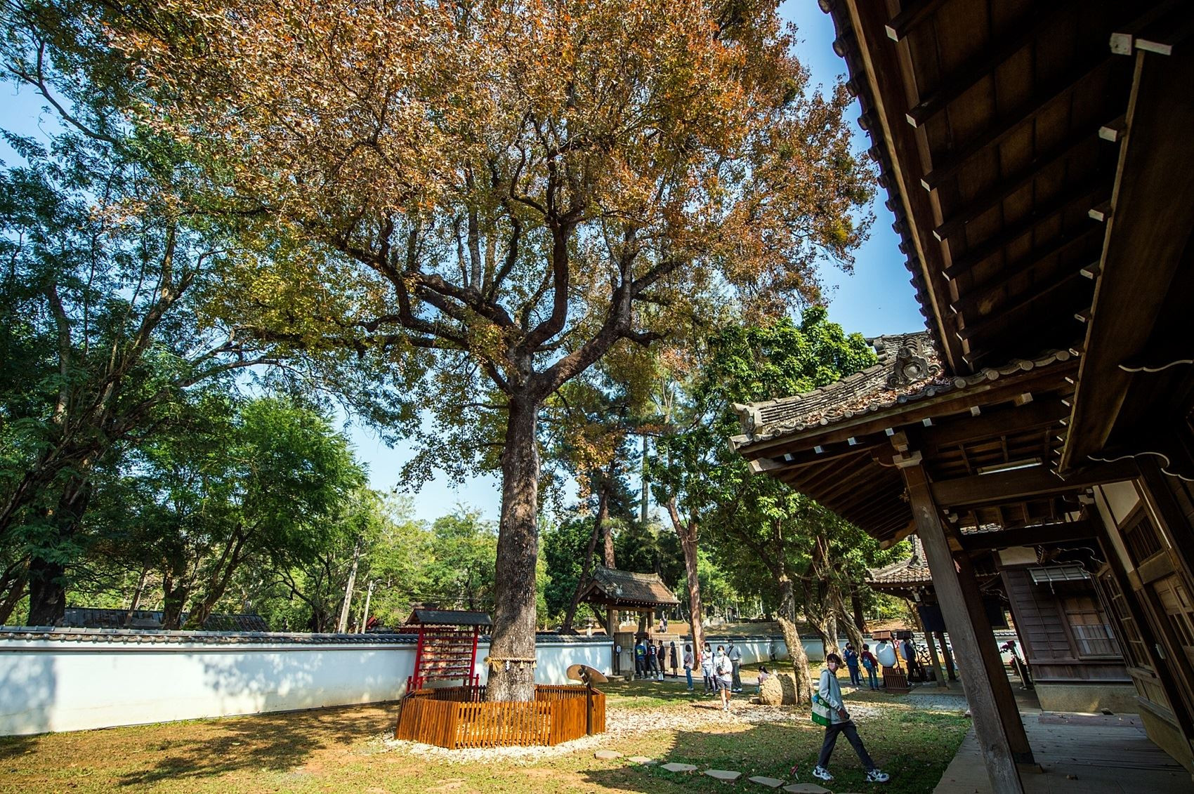 史蹟資料館的楓葉2