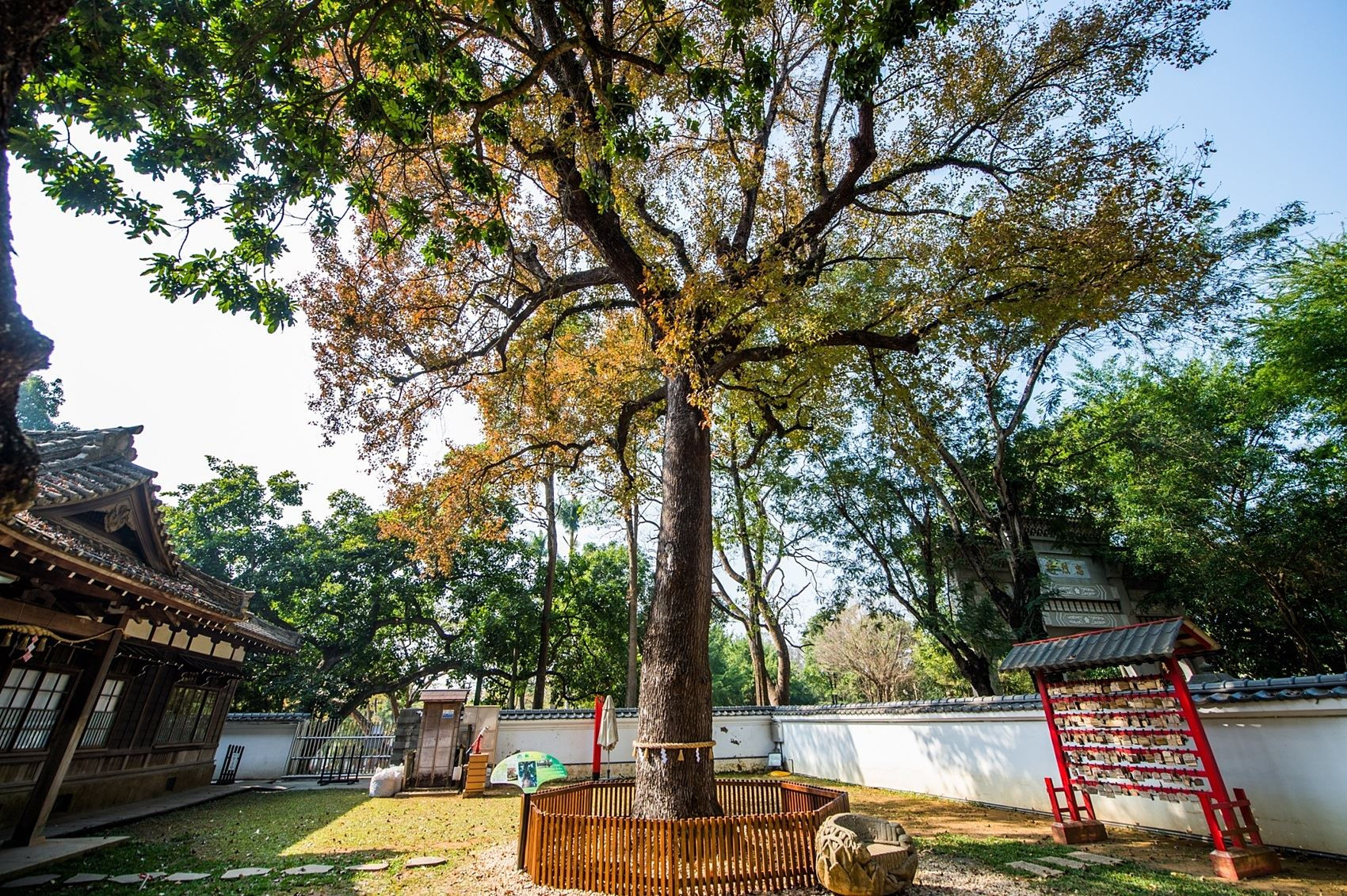 年假來史蹟資料館欣賞楓紅 體驗唯美日式風情